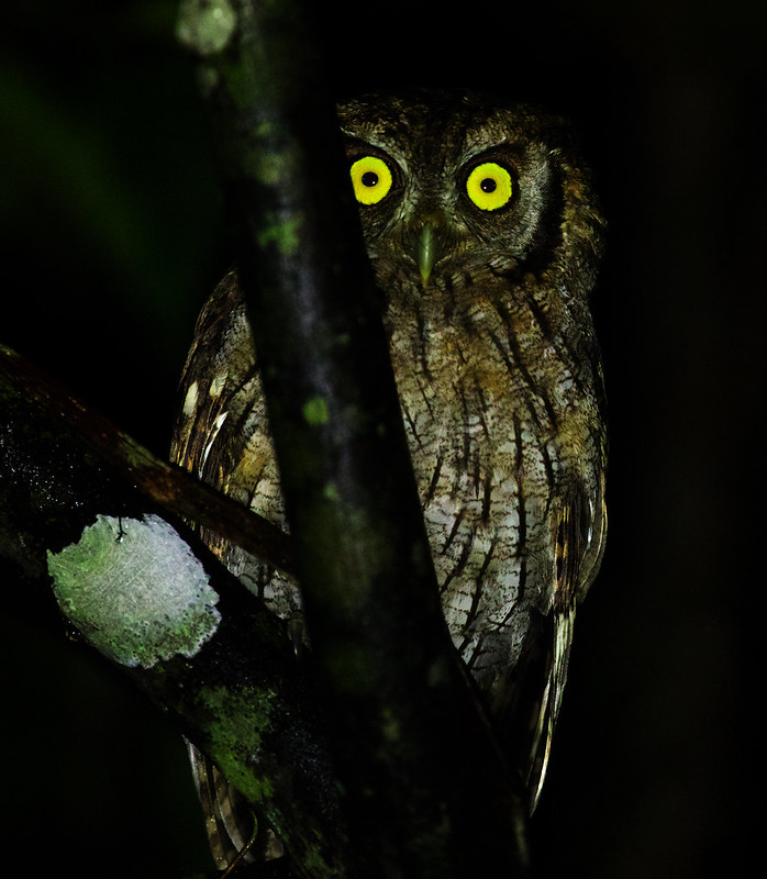 Tropical Screech-Owl_Megascops choliba_Ascanio_Inirida_Colombia_DZ3A4235