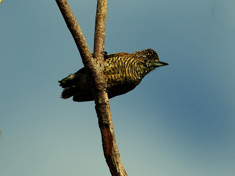 Golden-spangled Piculet-Picumnus exilis_Ascanio_Colombia_DZ3A4353
