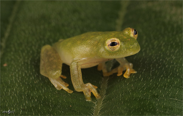 Upper Amazon Glass Frog aka Muñoz’s Glassfrog (Hyalinobatrachium munozorum)
