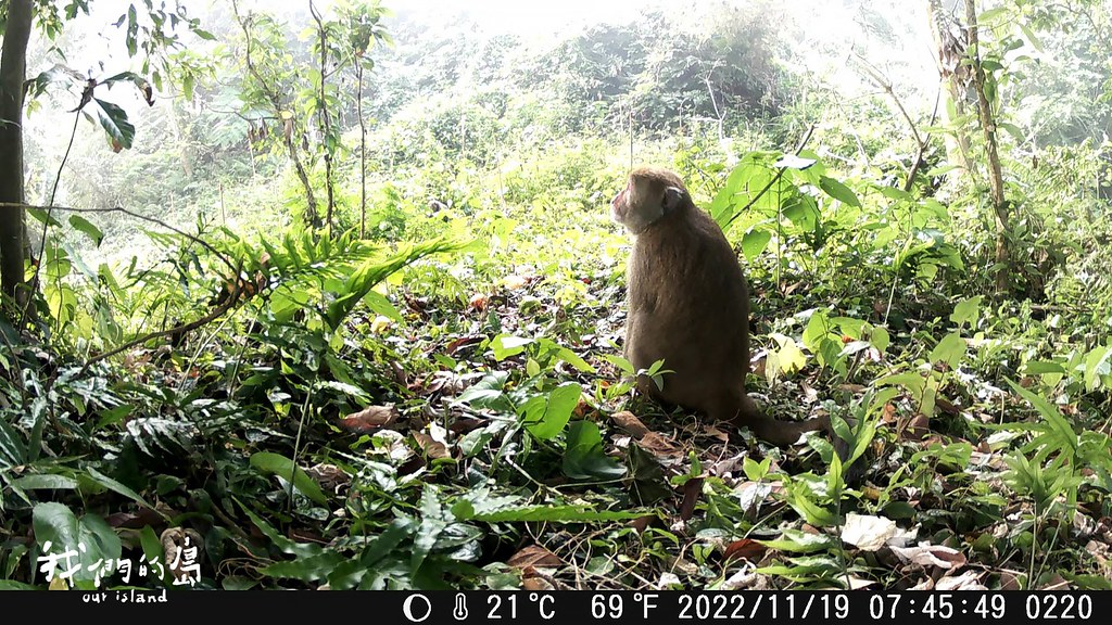 協會在重要路口架設的監視器，也記錄到許多野生動物，以台灣獼猴最多。