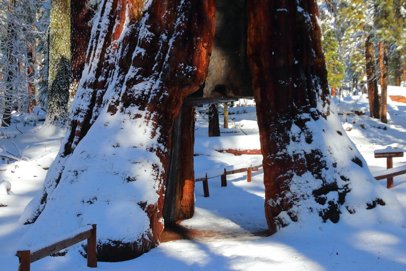 IMG_8149 California Tunnel Tree in Winter, Yosemite National Park