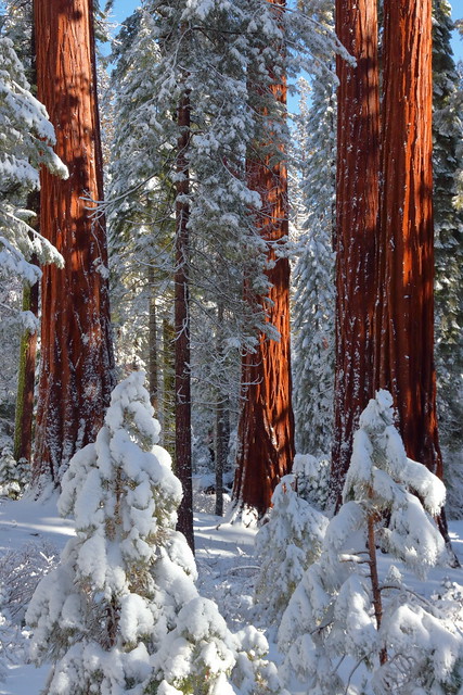 IMG_8069 Giant Sequoia in Winter, Yosemite National Park