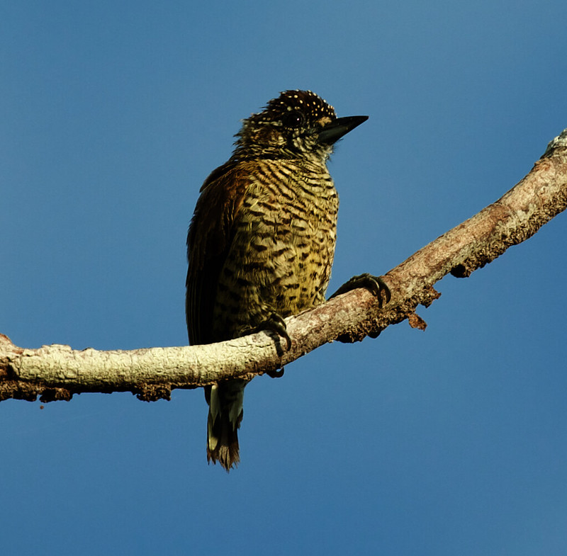 Golden-spangled Piculet-Picumnus exilis_Ascanio_Colombia_DZ3A4419