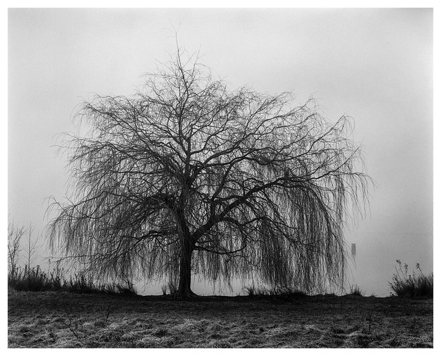 Foggy willow