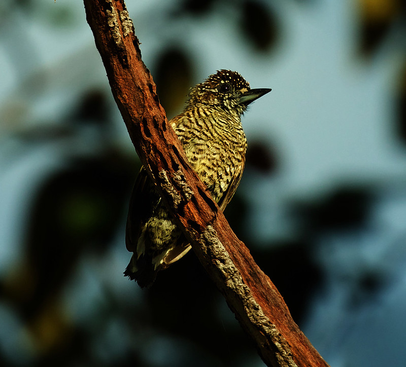 Golden-spangled Piculet-Picumnus exilis_Ascanio_Colombia_DZ3A4386