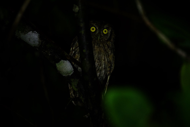Tropical Screech-Owl_Megascops choliba_Ascanio_Inirida_Colombia_DZ3A4248