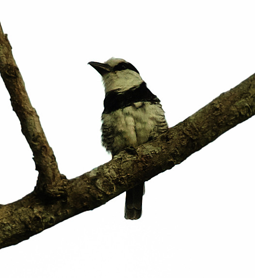 White-necked Puffbird_Notharchus hyperrhynchus_Ascanio_Inirida_DZ3A4903
