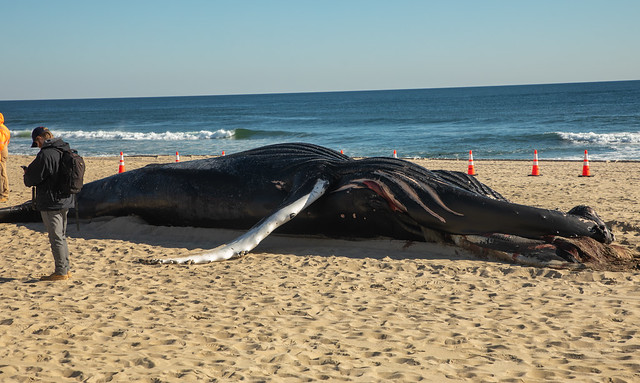 Dead humpback whale in Manasquan