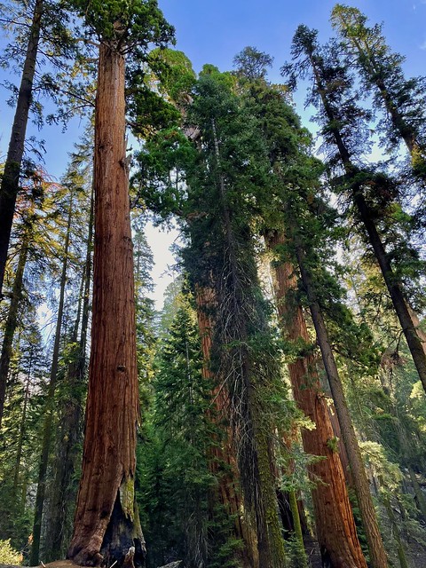 Giant Sequoias along Sherman Tree Trail in Sequoia National Park