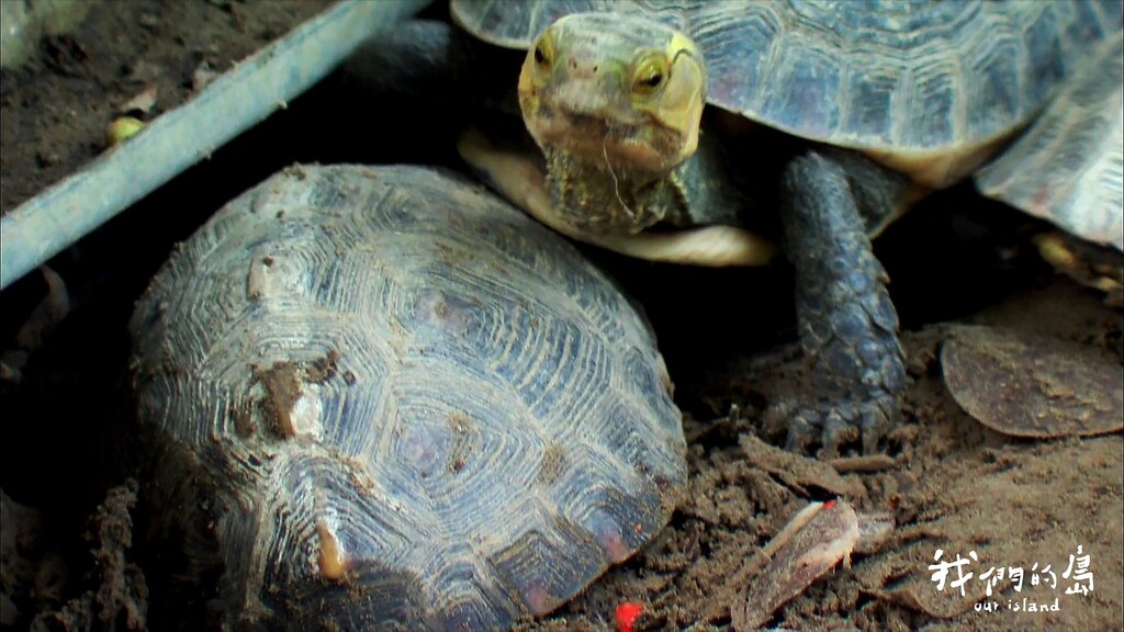 2008與2009年，研究人員以人工搬移方式，搶救出180隻食蛇龜。