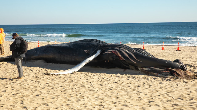 Dead humpback whale in Manasquan