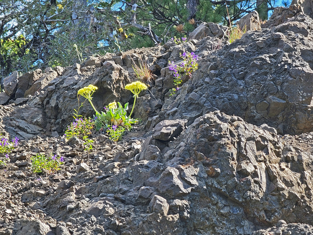 Independent Mine