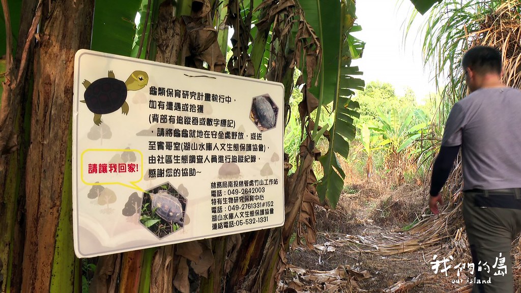 研究人員希望能在翡翠水庫食蛇龜野生動物保護區之外，建立更多民間版的保護區。