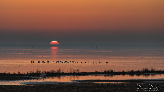 Sunset Flamingos and Swans