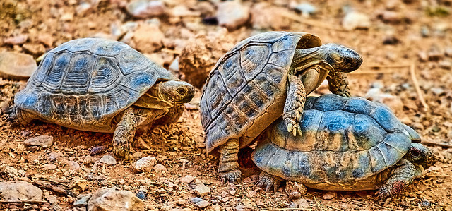 Three's a party when the tortoises are involved