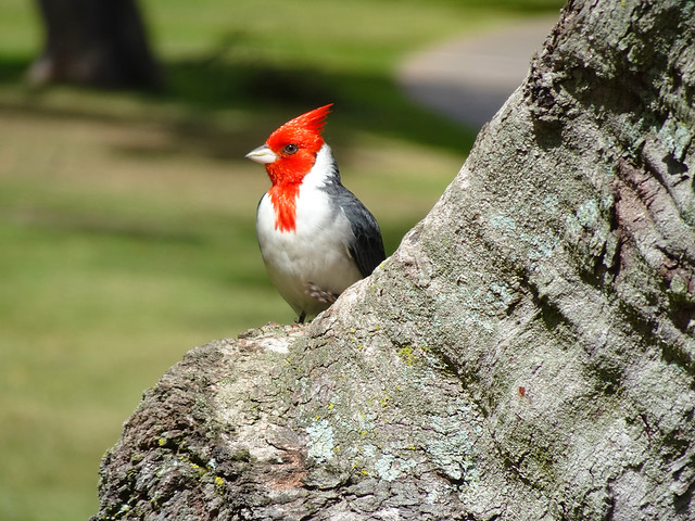 HBW! An alert Red-crested Cardinal