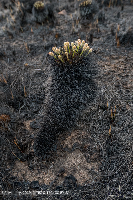 2019-04-03 FIRE-1061385 Bulbostylis paradoxa flowering 2-days after fire - E.P. Mallory