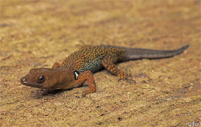 O'Shaughnessy's Gecko (Gonatodes concinnatus)