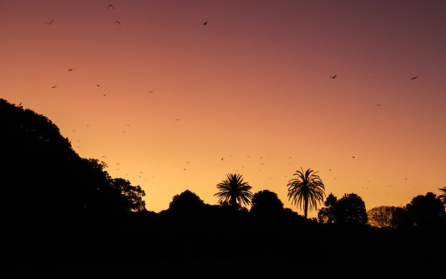 Flying bats after sunset