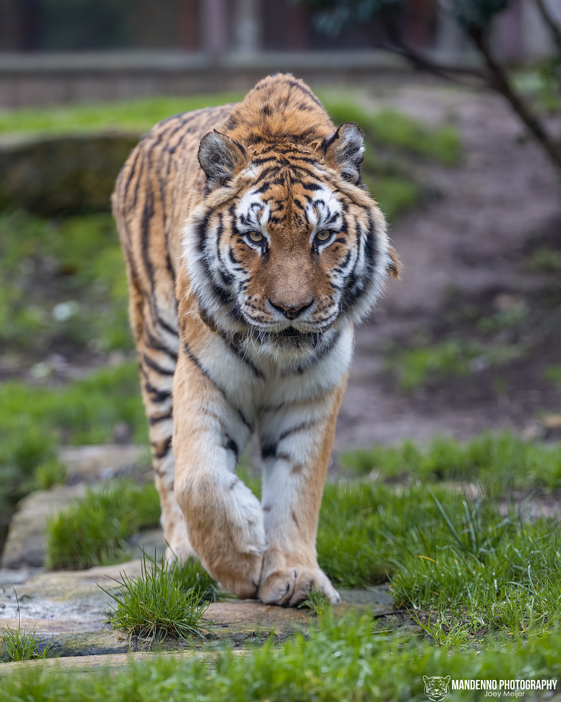 Siberian Tigress "Tundra" - Zoo d'Amnéville - France