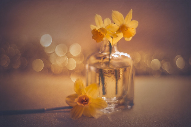 Narcissus and bokeh