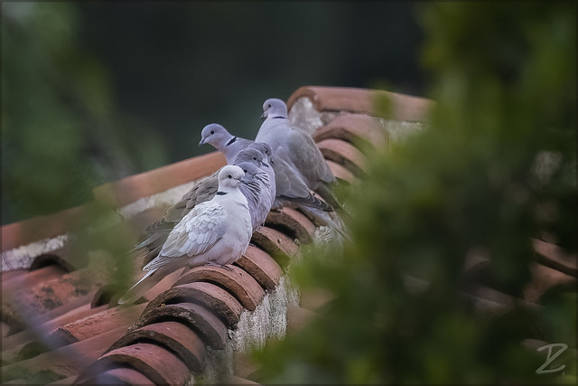 Türkentauben (Collared dove)