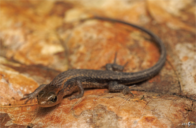 Large-scaled Forest Lizard (Alopoglossus angulatus)
