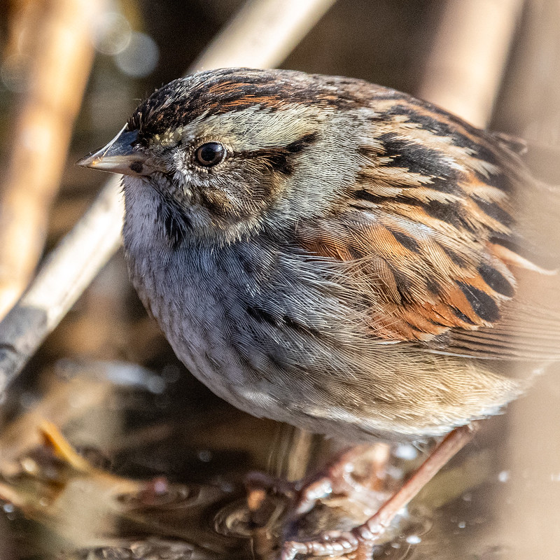 swamp-sparrow-0817