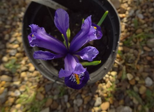 DSC08506 Iris reticulata 'Pixie.'