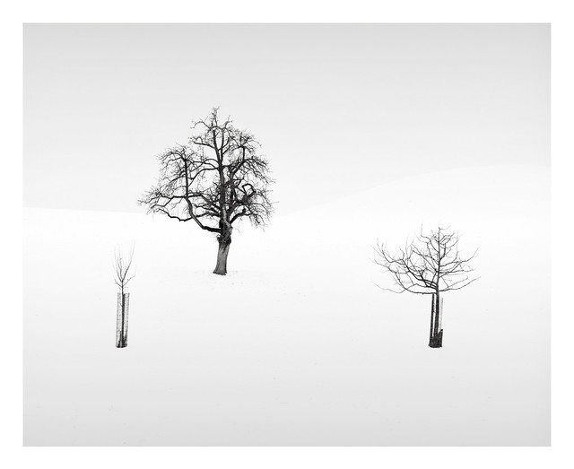 Neuheim Trees 3