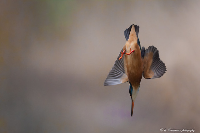 Martin-pêcheur (femelle), Kingfisher (female)