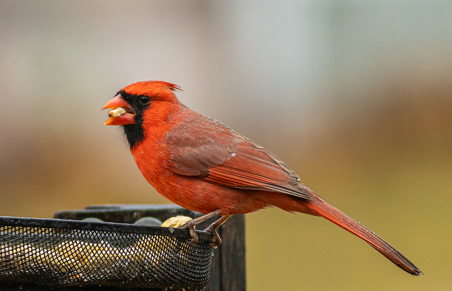 Rainy Day Cardinal