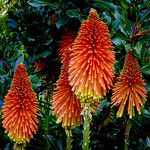 Red hot pokers (Kniphofia) Kniphofia
Colourful and exotic-looking, red-hot pokers flower over many months and make spectacular garden plants. They do well in coastal gardens and can be very long-lived.