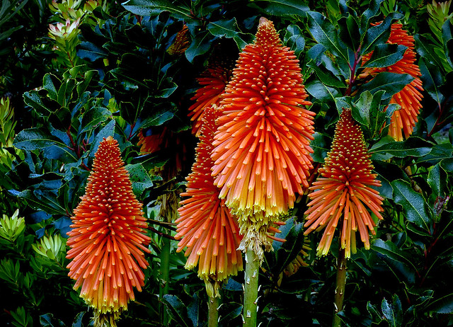 Red hot pokers (Kniphofia)