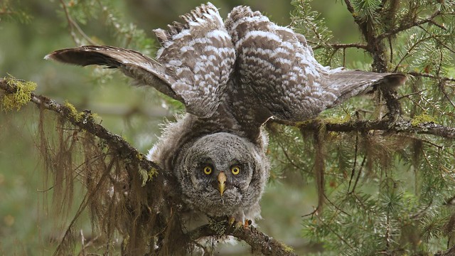 Great Grey Owlet