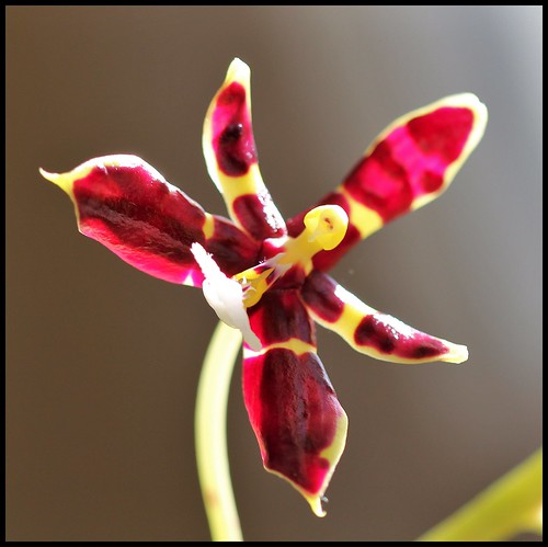 Phalaenopsis mannii Black 52692838558_eeca47a9df