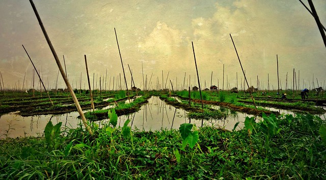 MYANMAR, Burma - rund um den Inle-See, die schwimmenden Gärten, 21399