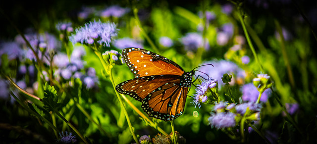 monarch butterfly - desert botanical garden