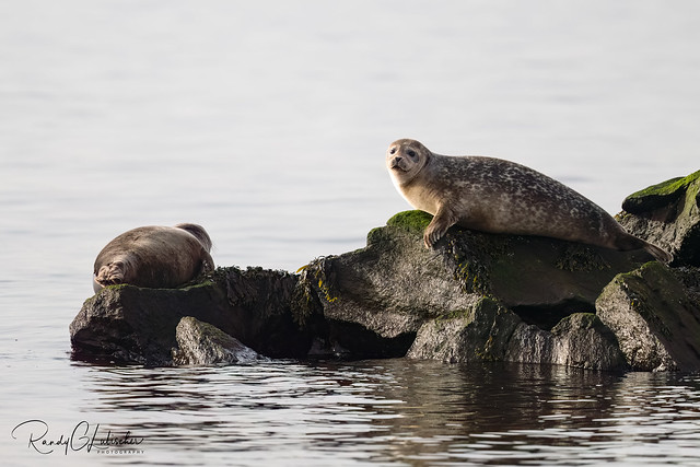 Harbor Seal | Phoca vitulina | 2023 - 2