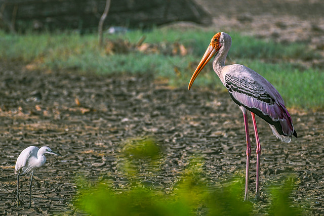 Painted Stork & Egret