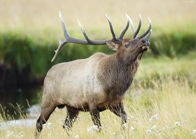 Sign Up Now! Elk Rut in Rocky Mountain National Park Instructional Photo Tour 2023