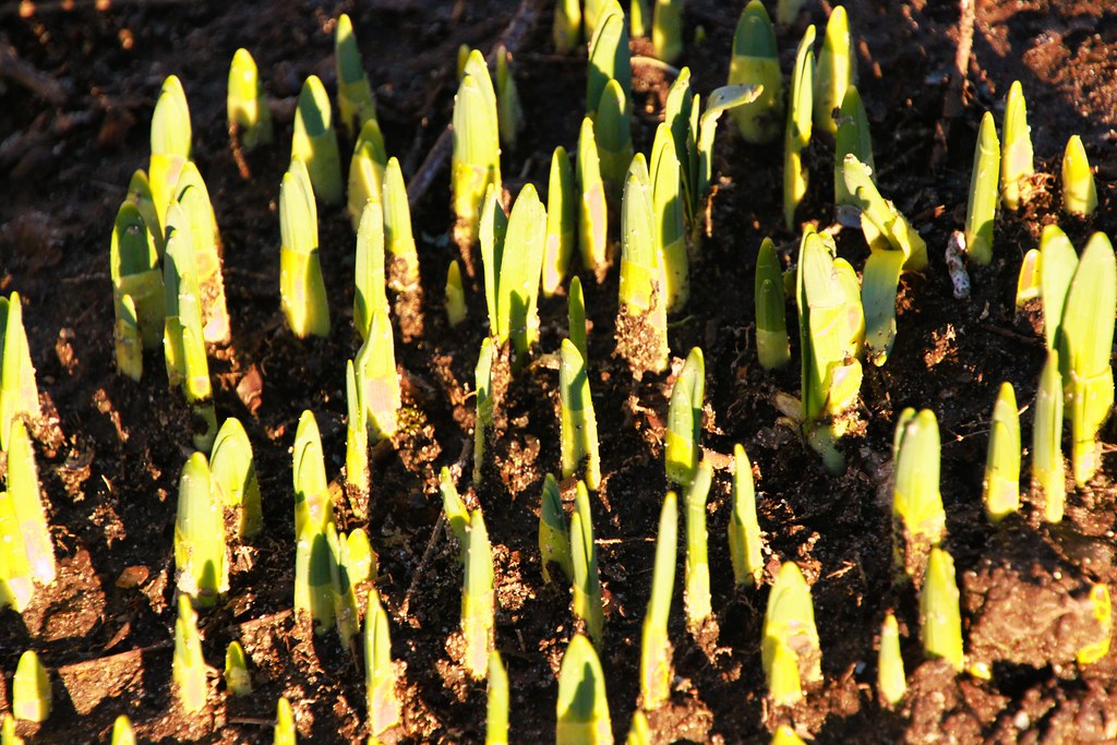 Daffodils Emergent