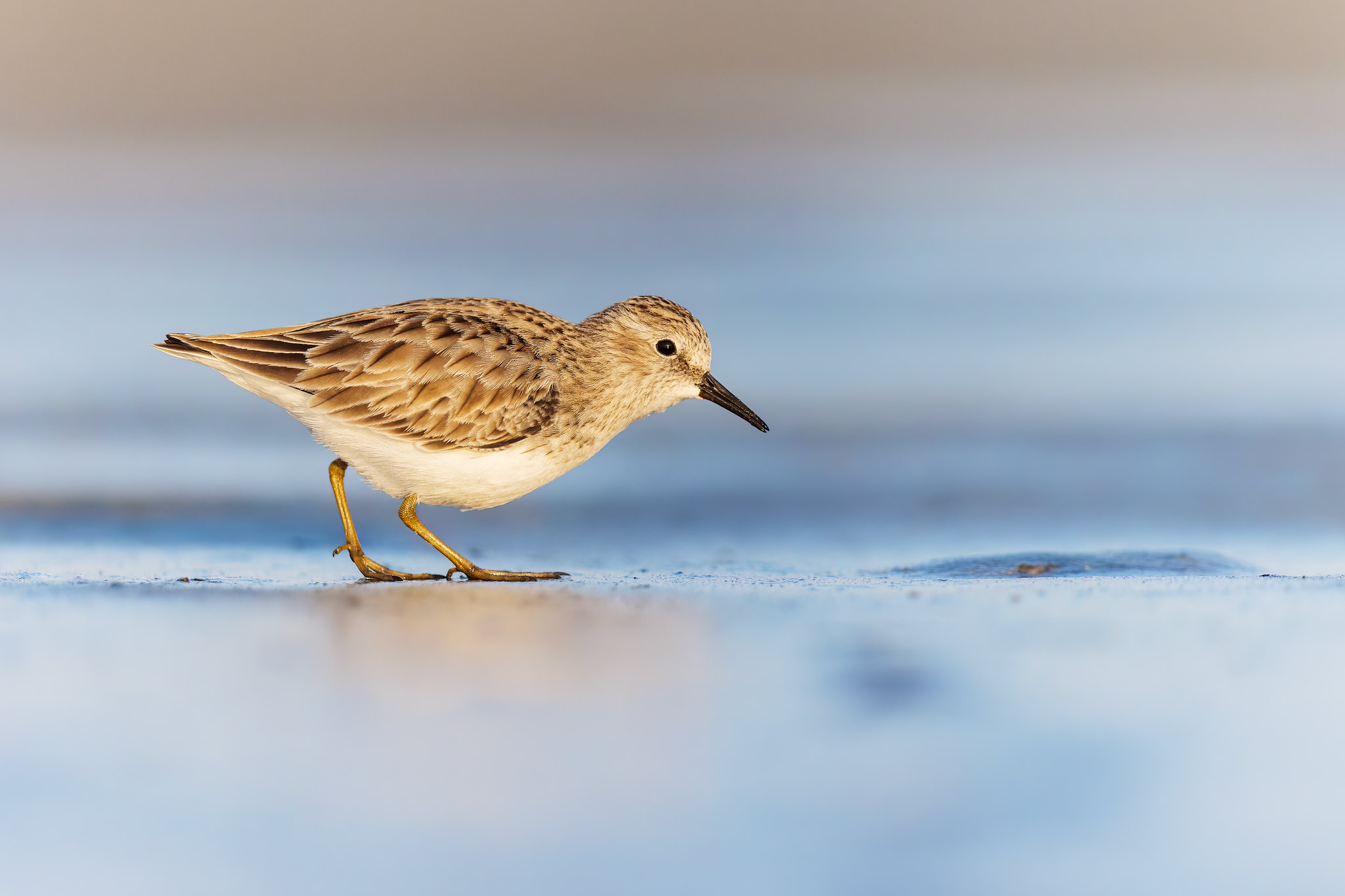 Calidris minutilla | Least Sandpiper | dvärgsnäppa