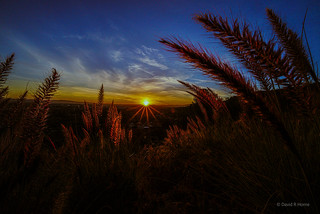 Sunset Grass-DSC01975