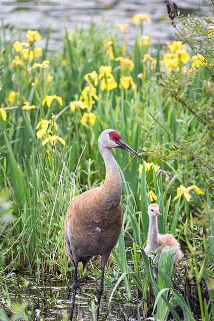 Sandhill Crane Adult and Chick
