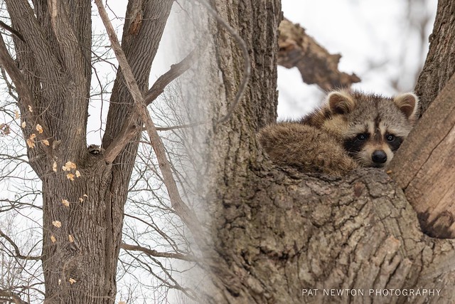 RACOON WAIKING UP HIGH IS A TREE