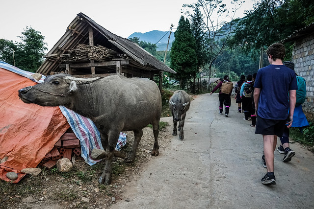 Buffalo in town, Ta Van Village, Sa Pa, Lào Cai, Vietnam