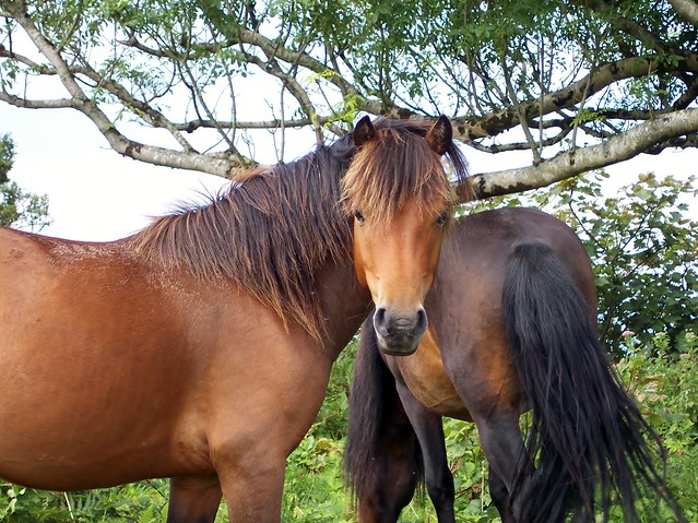 Hartland ponies