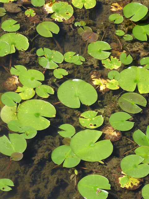 Glen Ellyn, IL, Hidden Lake Forest Preserve, Water Lily Pads