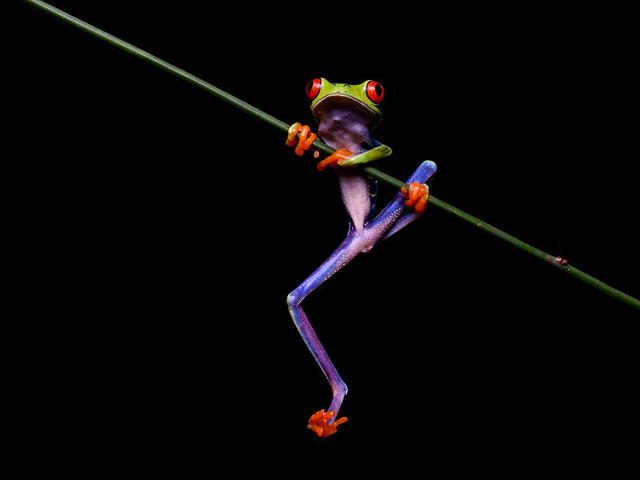 Red-eyed Tree Frog [Explored]